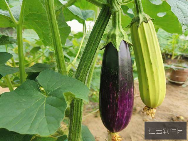 菜园奇遇记,当绿巨人遇上秋葵草莓茄子香蕉丝瓜榴莲