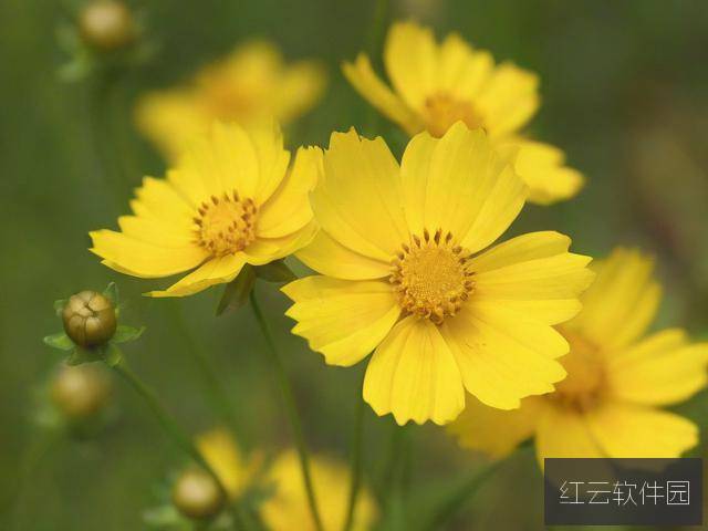 野花香在线观看免费高清播放视频下载指南