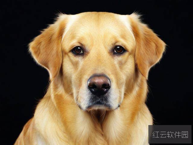 影视伦理与版权保护，对欧美一级黄人狗大战5免费观看正版现象的思考