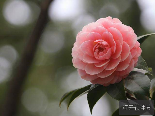 台湾理伦映照下，茶花女的春天何以绽放？